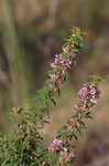 Slender lespedeza